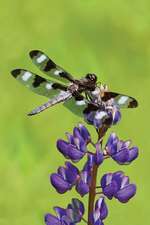 Dragonfly Blank Lined Journal