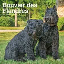 Bouvier des Flandres - Flandrischer Treibhund 2020 - 18-Monatskalender mit freier DogDays-App