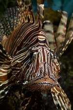 Lionfish Notebook