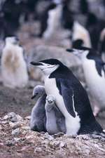 Chinstrap Penguin Notebook