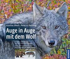 Auge in Auge mit dem Wolf