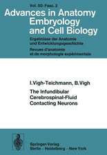 The Infundibular Cerebrospinal-Fluid Contacting Neurons