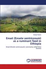 Enset (Ensete ventricosum) as a ruminant feed in Ethiopia