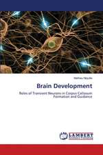 Brain Development