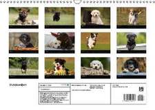 Hundewelpen (Wandkalender 2016 DIN A3 quer)