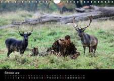 Rügen (Wandkalender 2016 DIN A4 quer)