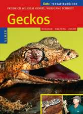 Geckos