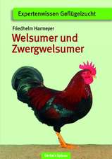 Welsumer und Zwerg-Welsumer