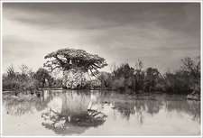 BAOBAB: Meine Reise zu den ältesten Lebewesen und Waldwächtern