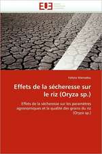 Effets de la sécheresse sur le riz (Oryza sp.)