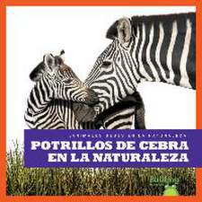 Potrillos de Cebra En La Naturaleza (Zebra Foals in the Wild)